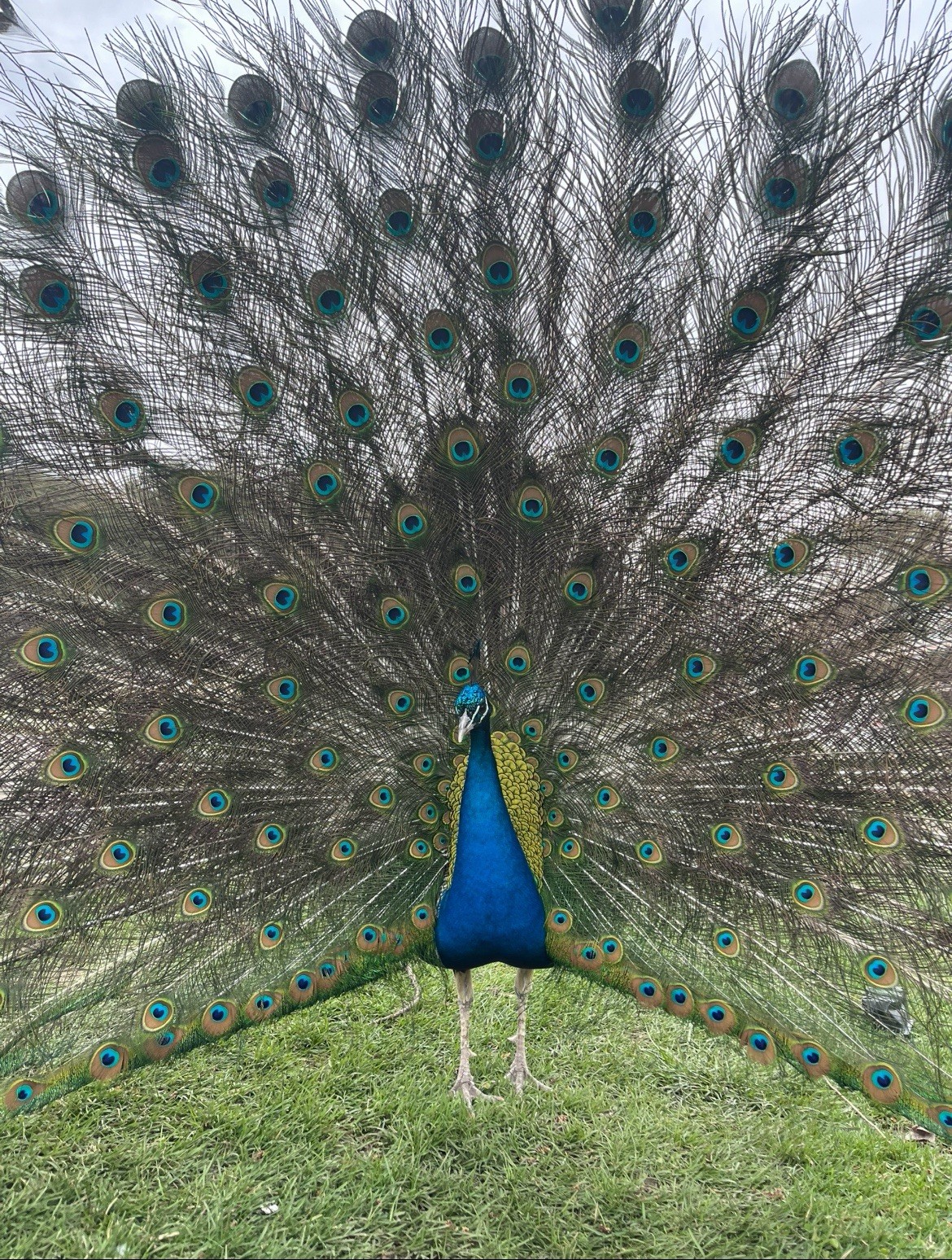 Fertile Peafowl Egg – Hatching Egg | India Blue | Carefully Collected & Shipped