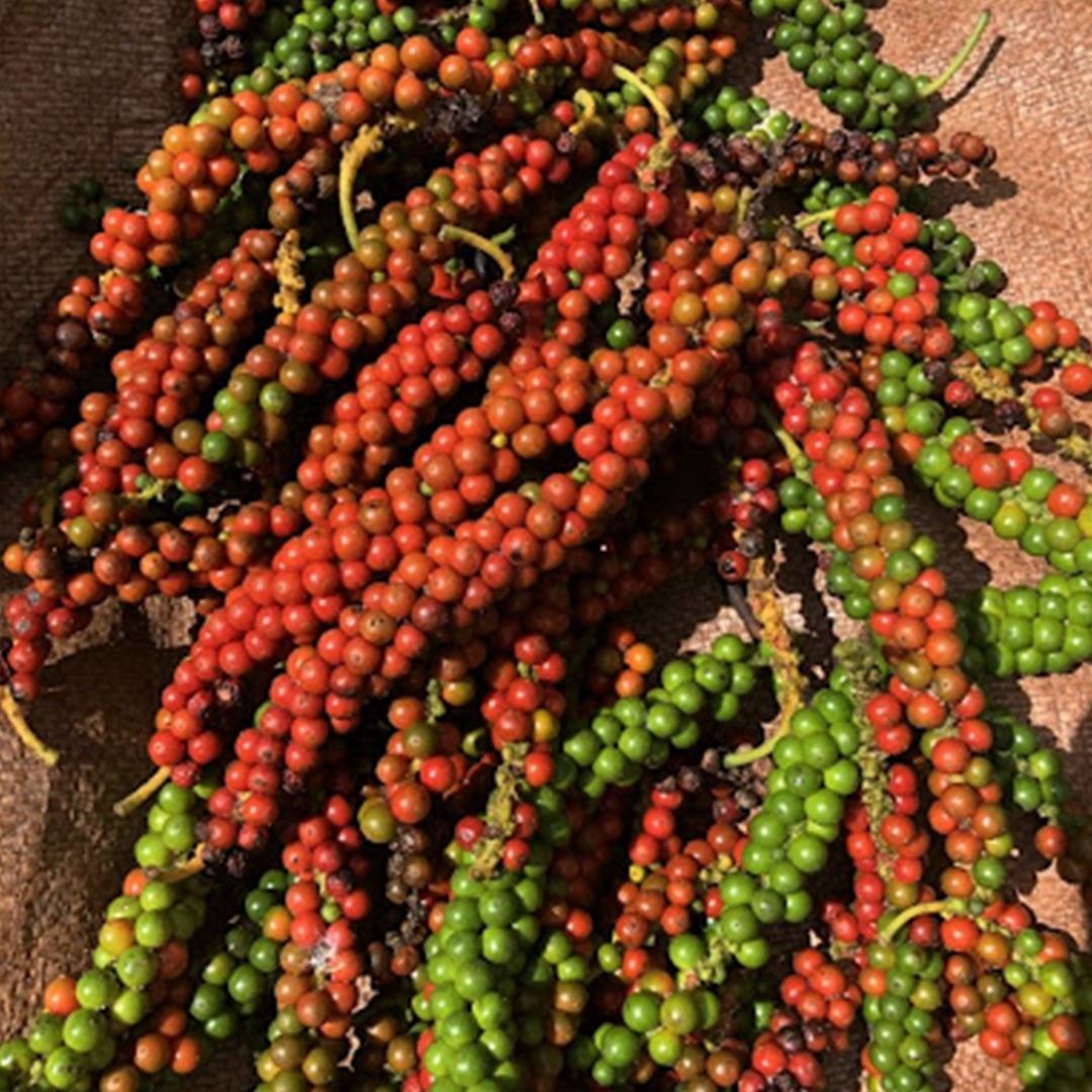 Premium Ceylon Black Pepper Whole Peppercorn Bulk Fresh Sri Lanka25lbs or 400 oz