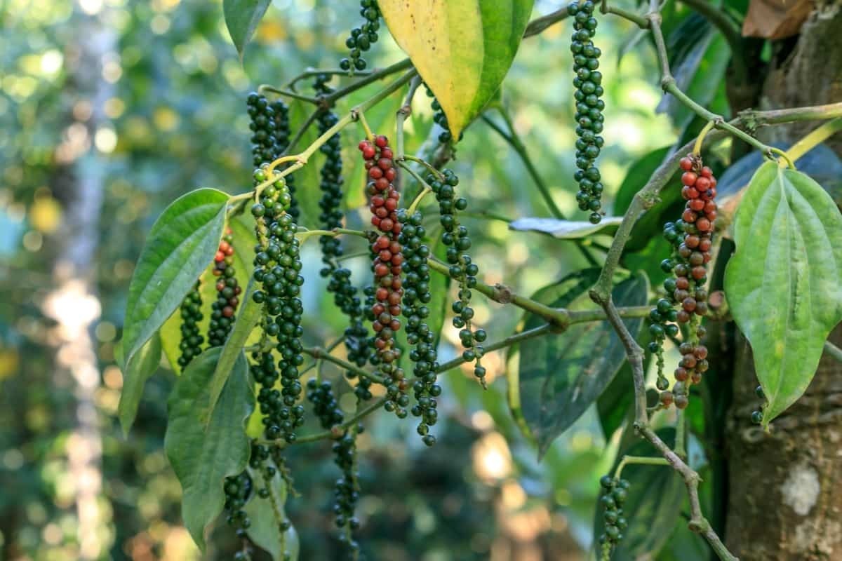 Premium Ceylon Black Pepper Whole Peppercorn Bulk Fresh Sri Lanka25lbs or 400 oz