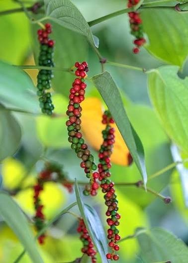 Premium Ceylon Black Pepper Whole Peppercorn Bulk Fresh Sri Lanka25lbs or 400 oz