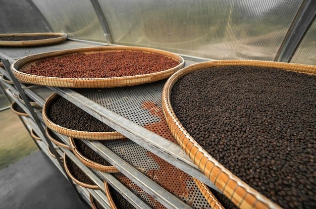 Premium Ceylon Black Pepper Whole Peppercorn Bulk Fresh Sri Lanka25lbs or 400 oz